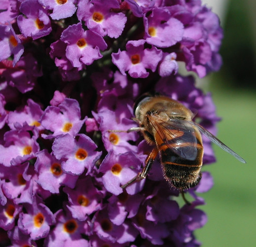 Hoffentlich sind die Blüten durchnummeriert