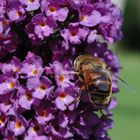 Hoffentlich sind die Blüten durchnummeriert