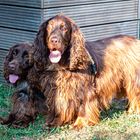 Hoffentlich sind die Hundstage bald vorbei!