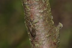 Hoffentlich tarnen sich nicht alle Insekten in der Türkei so wie dieses pollenbeladene - . . .