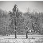 Hoffentlich übersteht er den Winter!