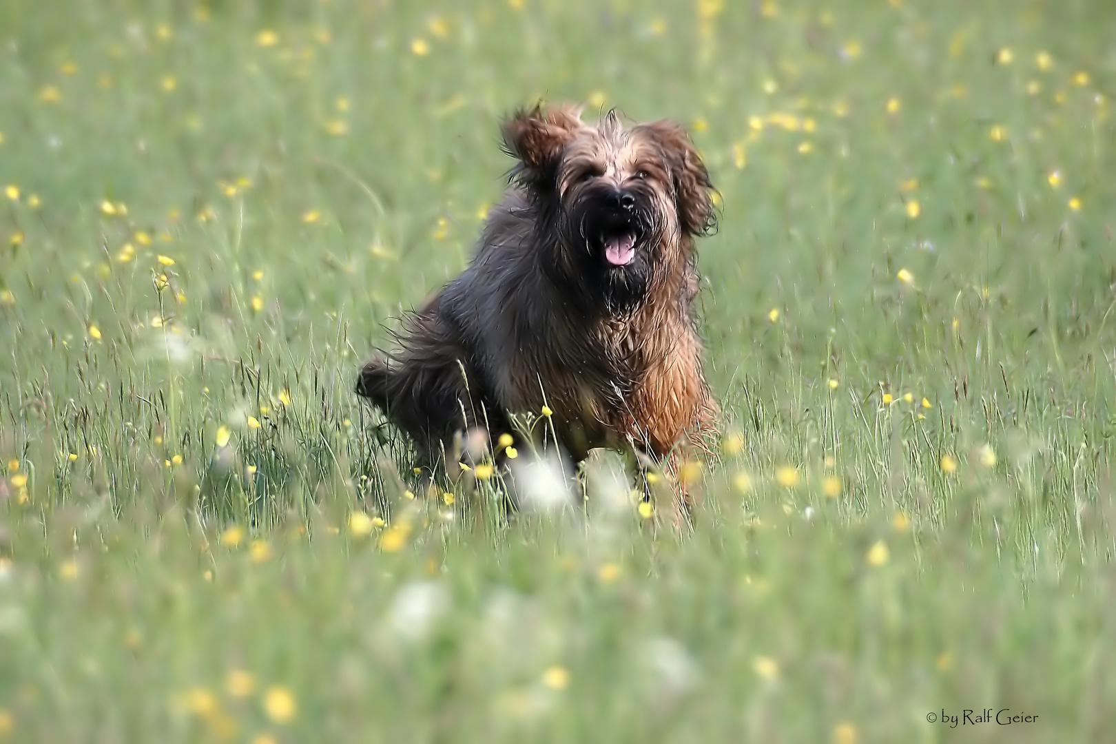 hoffentlich wird  bald wieder Frühling II