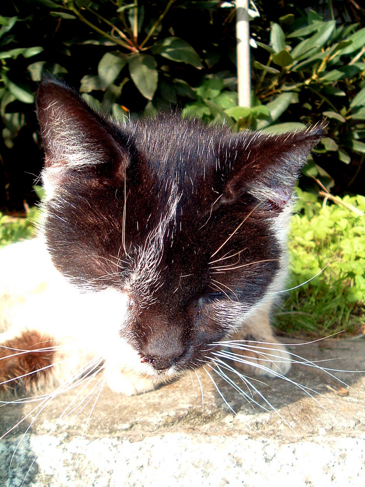 Hoffkatze ganz nahe.