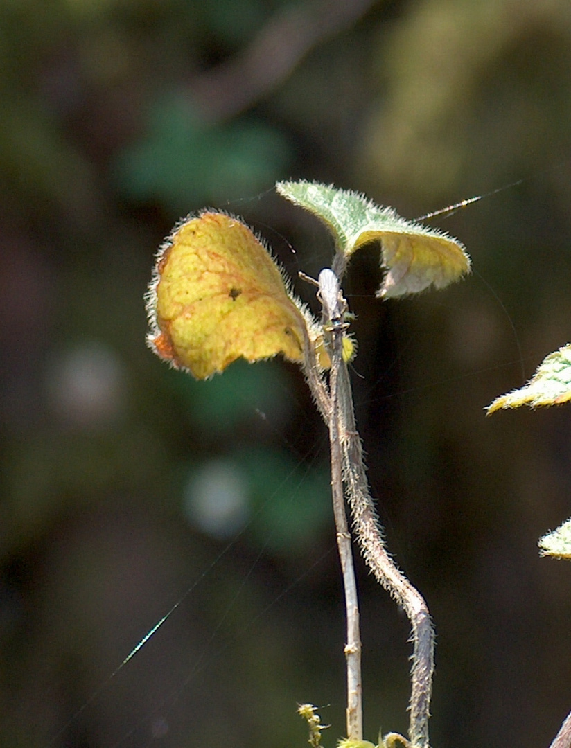 'Hoffnung'