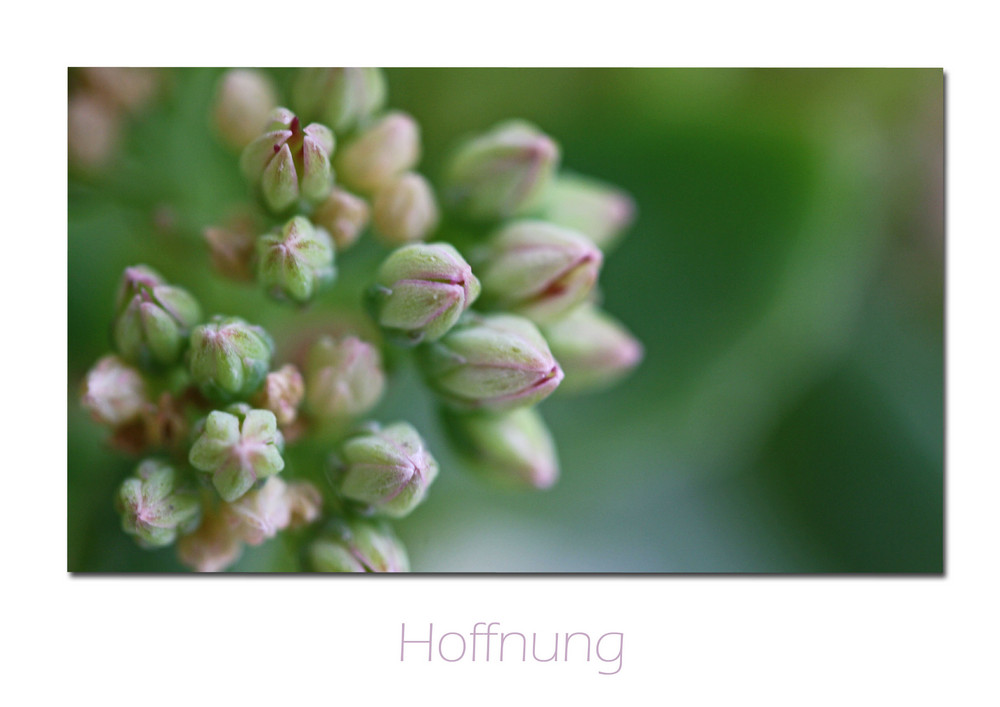 ~Hoffnung~