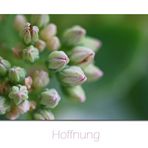 ~Hoffnung~