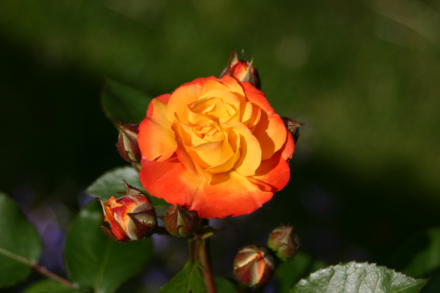 Hoffnung auf bessere Zeiten Foto & Bild rosen, winter, natur Bilder