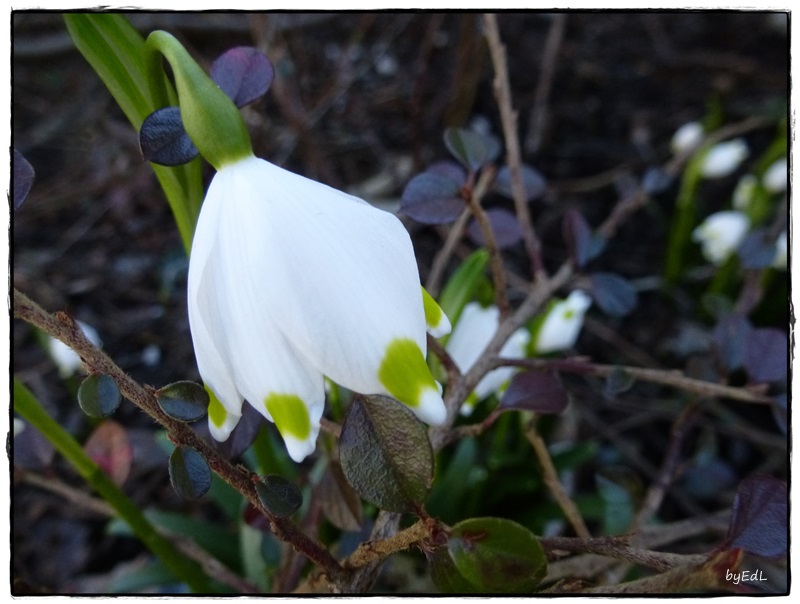 Hoffnung auf den Frühling