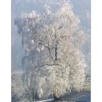 Hoffnung auf einen nicht zu "frostigen" Gegenwind