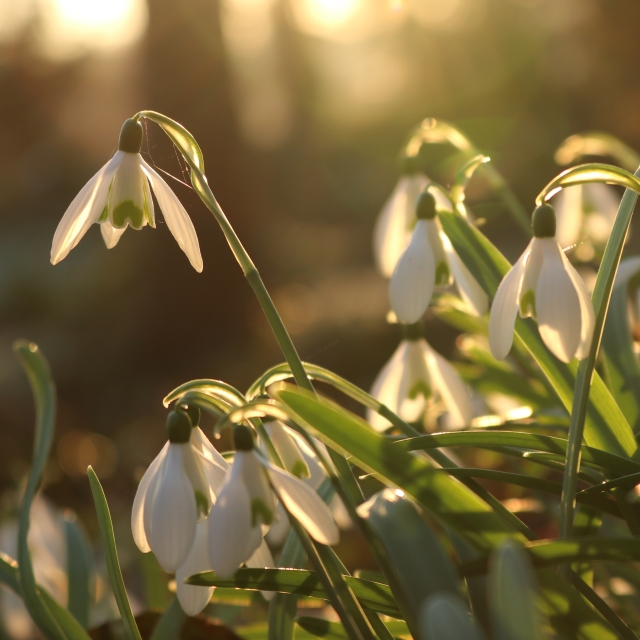 Hoffnung auf Frühling