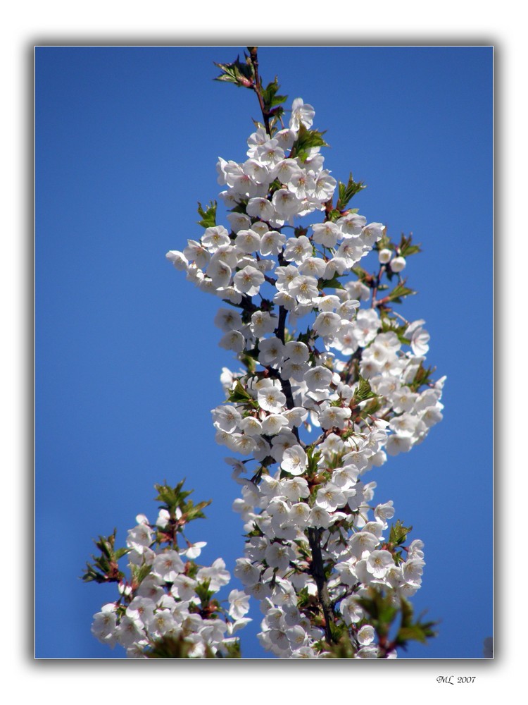 Hoffnung auf Frühling (III)