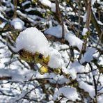 Hoffnung auf "Weiße Weihnachten"?