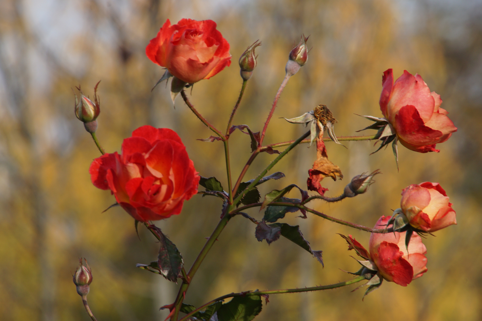 Hoffnung - Herbstlicht - Höhenpark