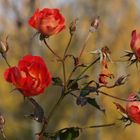 Hoffnung - Herbstlicht - Höhenpark