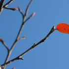 Hoffnung im Herbst