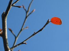 Hoffnung im Herbst