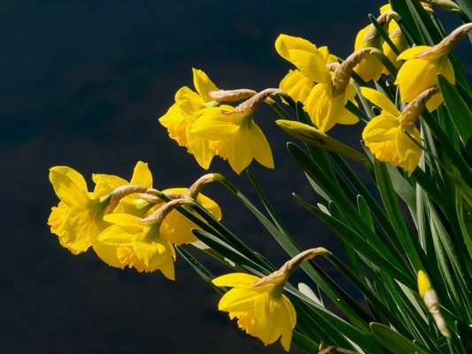 HOFFNUNG IN GELB - DIE NARZISSE ZWISCHEN MYTHOS UND MEDIZIN -