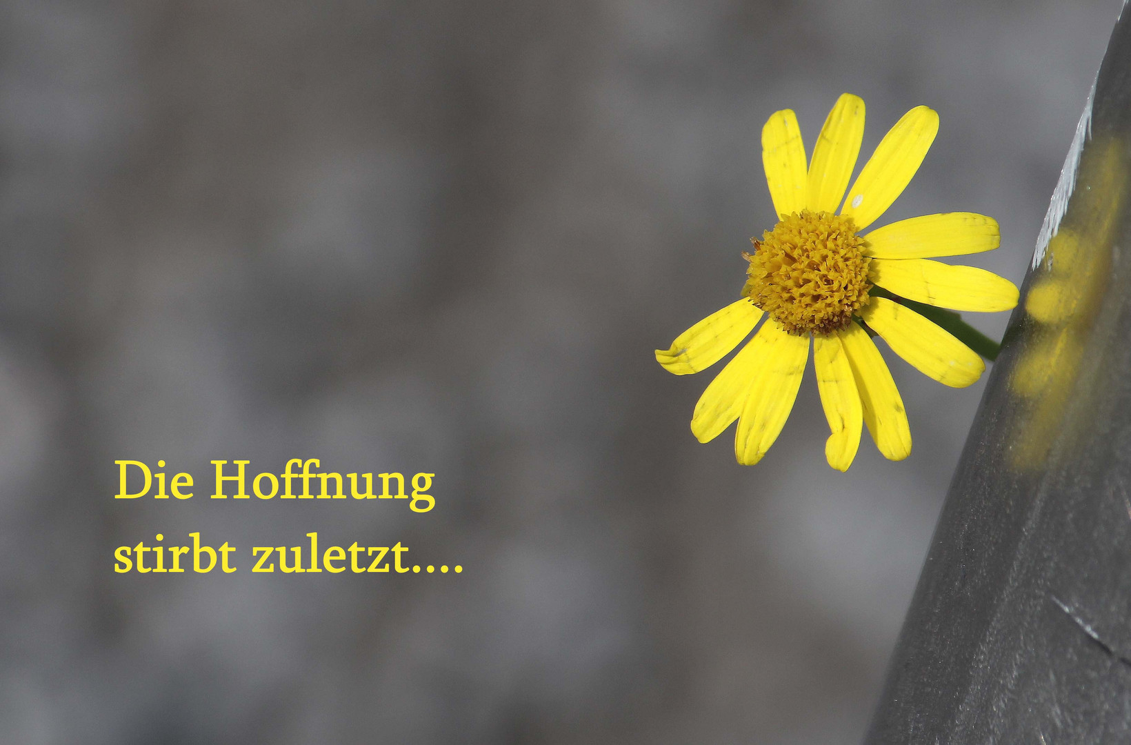 Hoffnungsblümchen