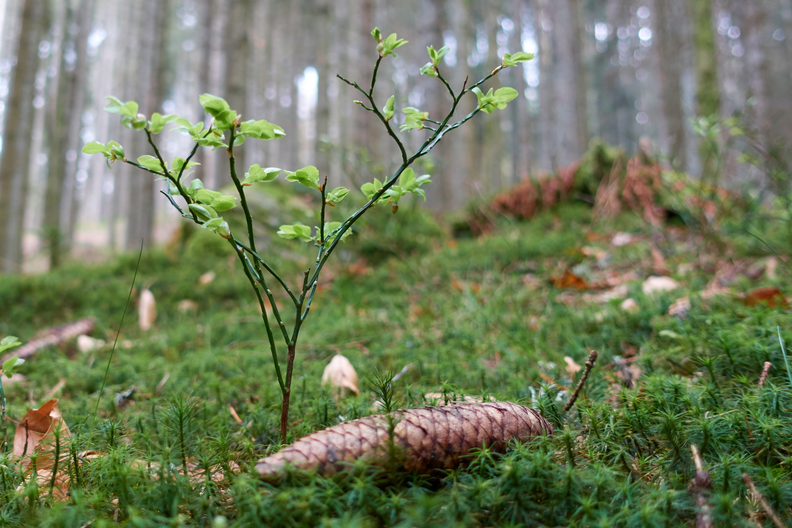 hoffnungsvoll