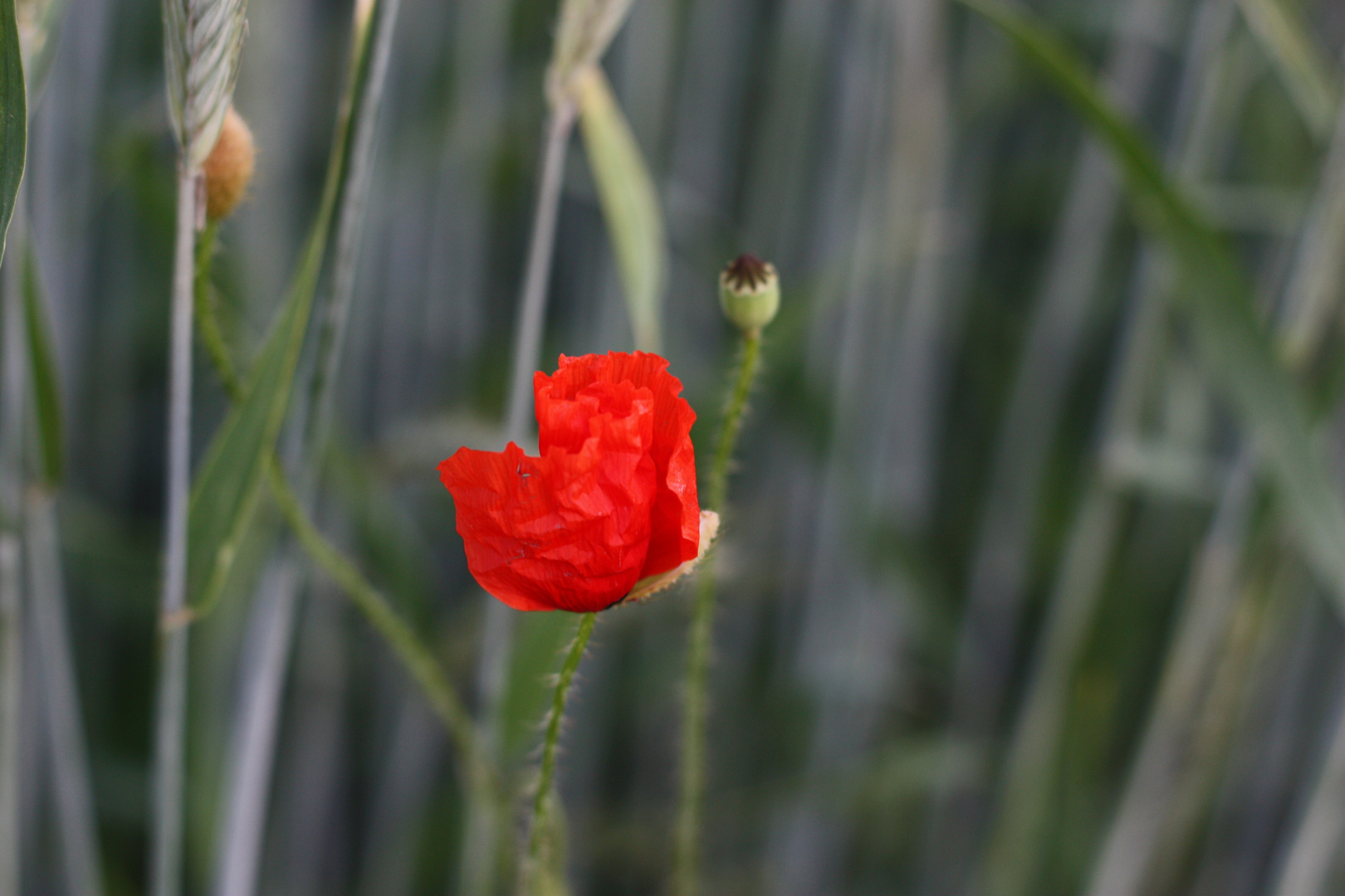 Hoffnungs.Voll * Rot |||