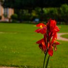 Hofgarten