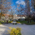 Hofgarten im Frühling