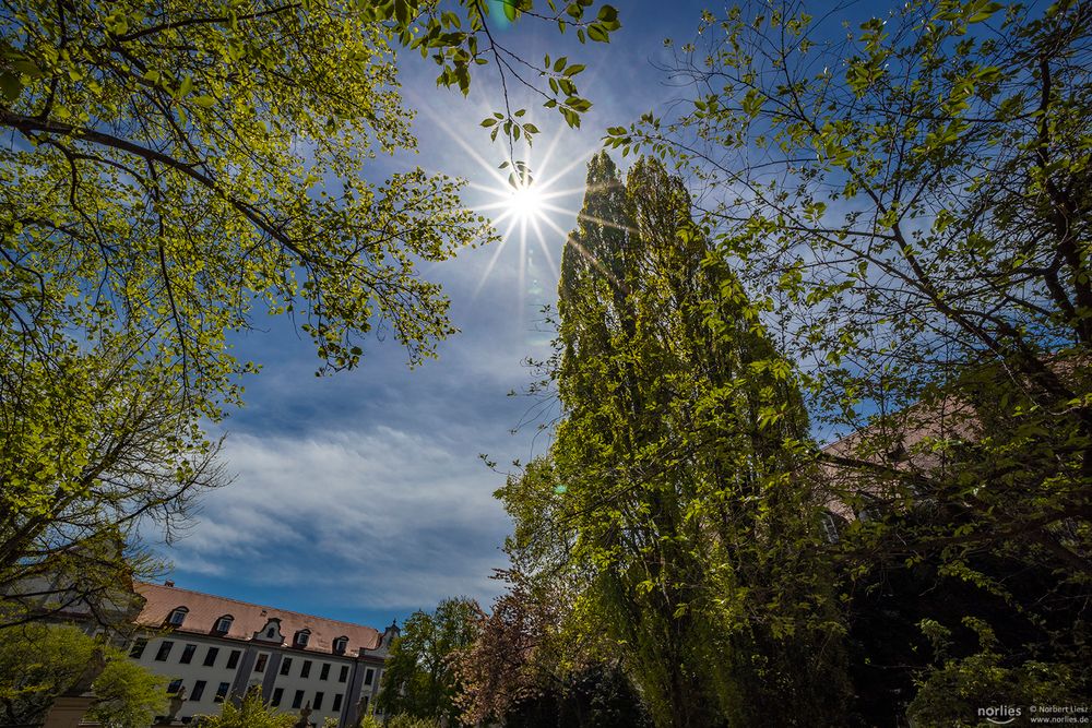 Hofgarten im Gegenlicht