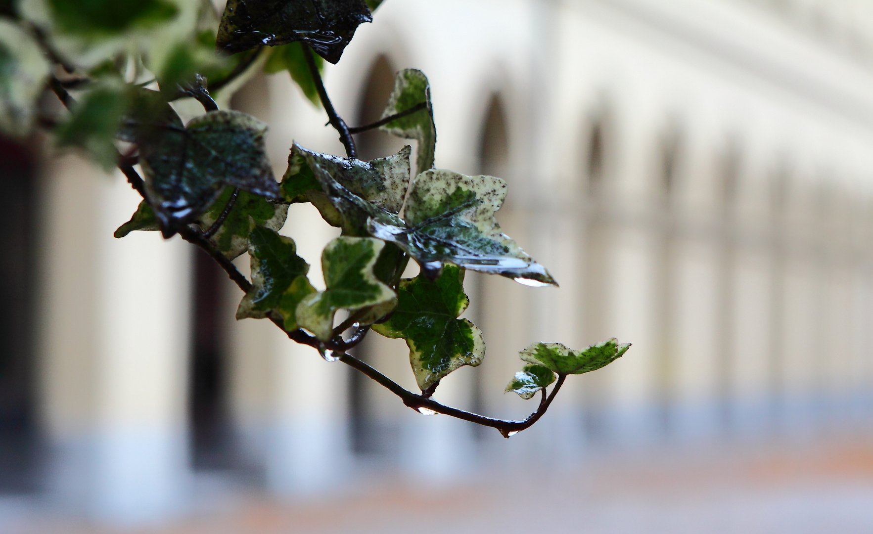 Hofgarten im Regen