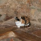 Hofkatze der Alhambra