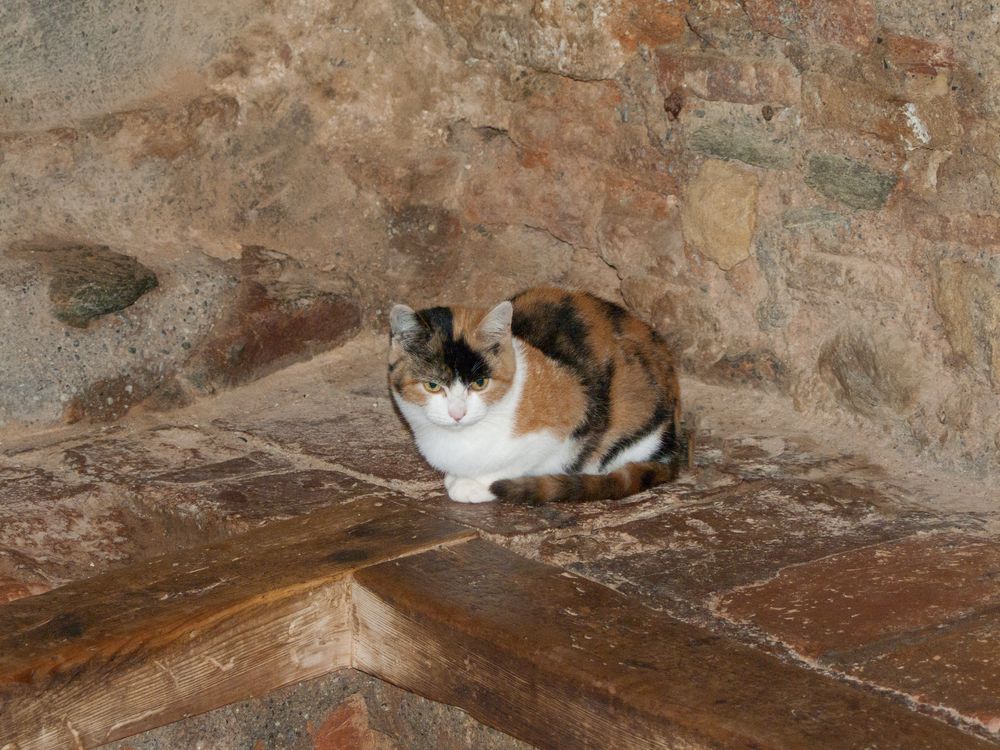 Hofkatze der Alhambra