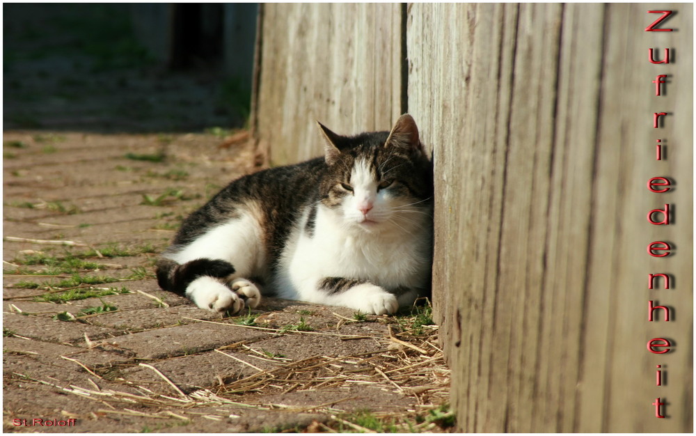 ---Hofkatze in der Sonne---