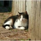 ---Hofkatze in der Sonne---