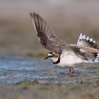 Hofknicks ? Dieser Flussregenpfeifer | Charadrius dubius ....