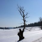 Hofsgrund - Windbuche