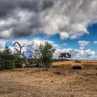 Hoge Veluwe