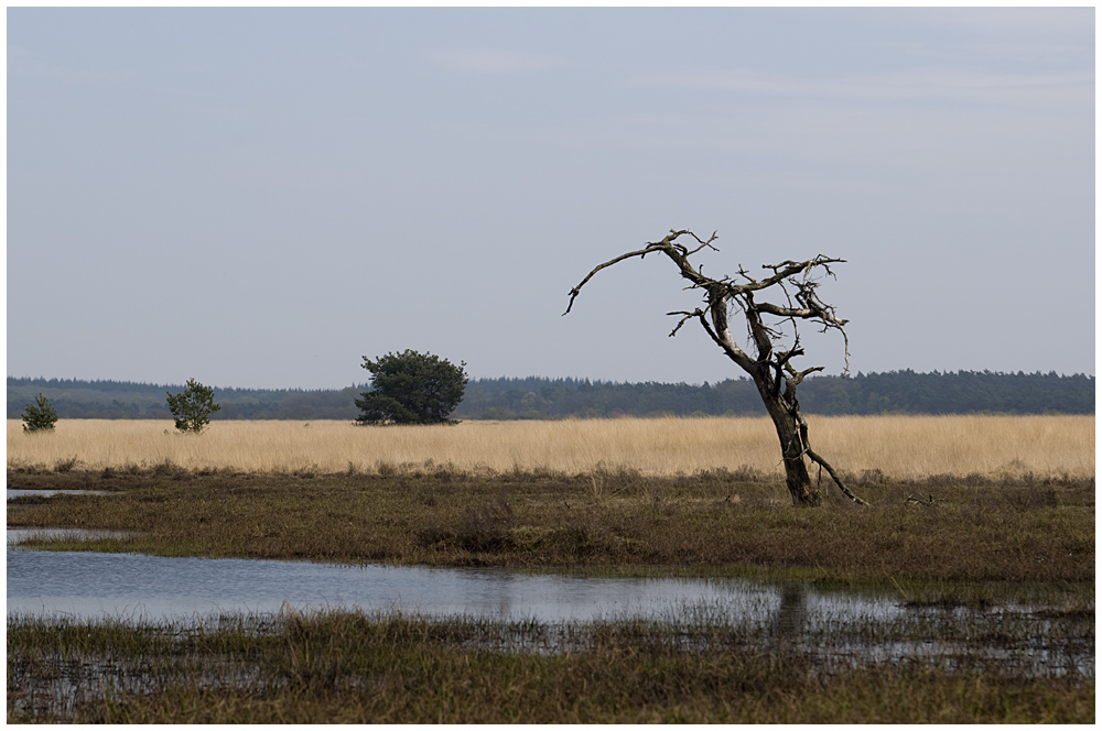 Hoge Veluwe