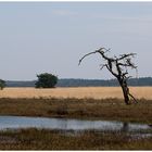 Hoge Veluwe