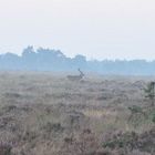 Hoge Veluwe Deelerswoud Holland