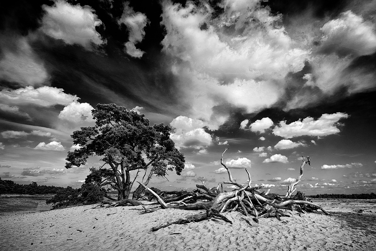 Hoge Veluwe