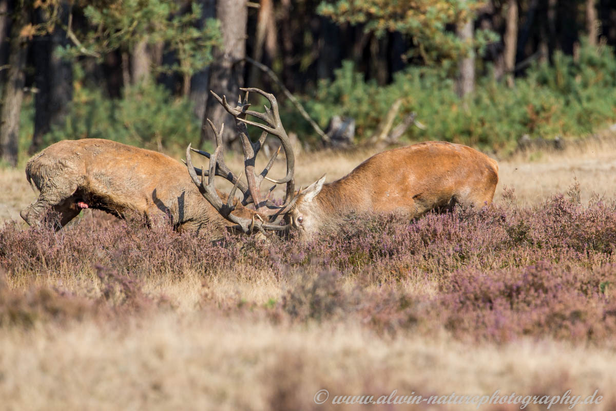 Hoge Veluwe, NL