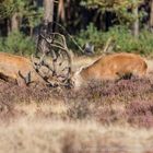 Hoge Veluwe, NL