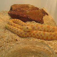 Hognose-Swiss.com