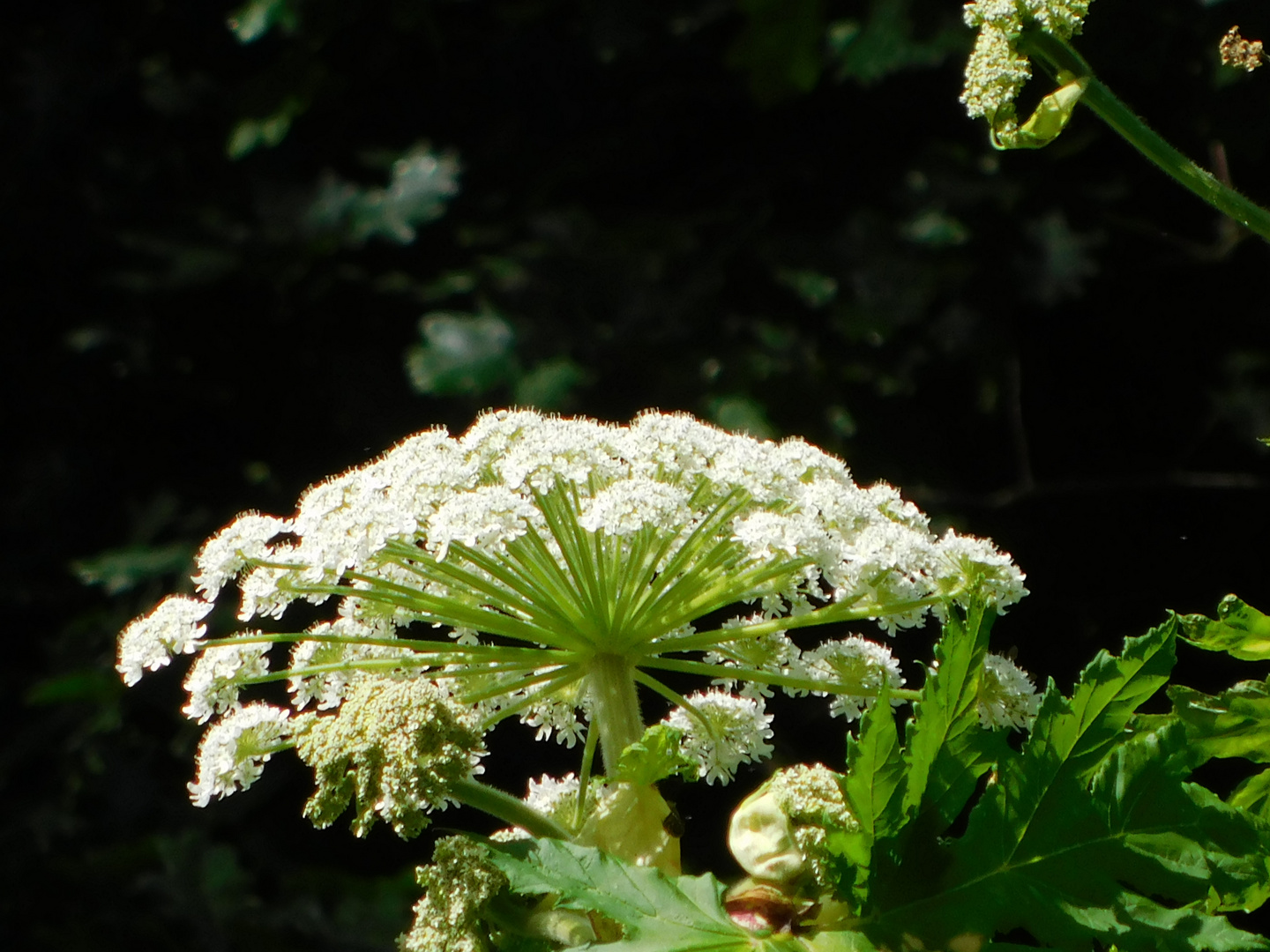 hogweed deep in forest