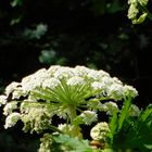 hogweed deep in forest