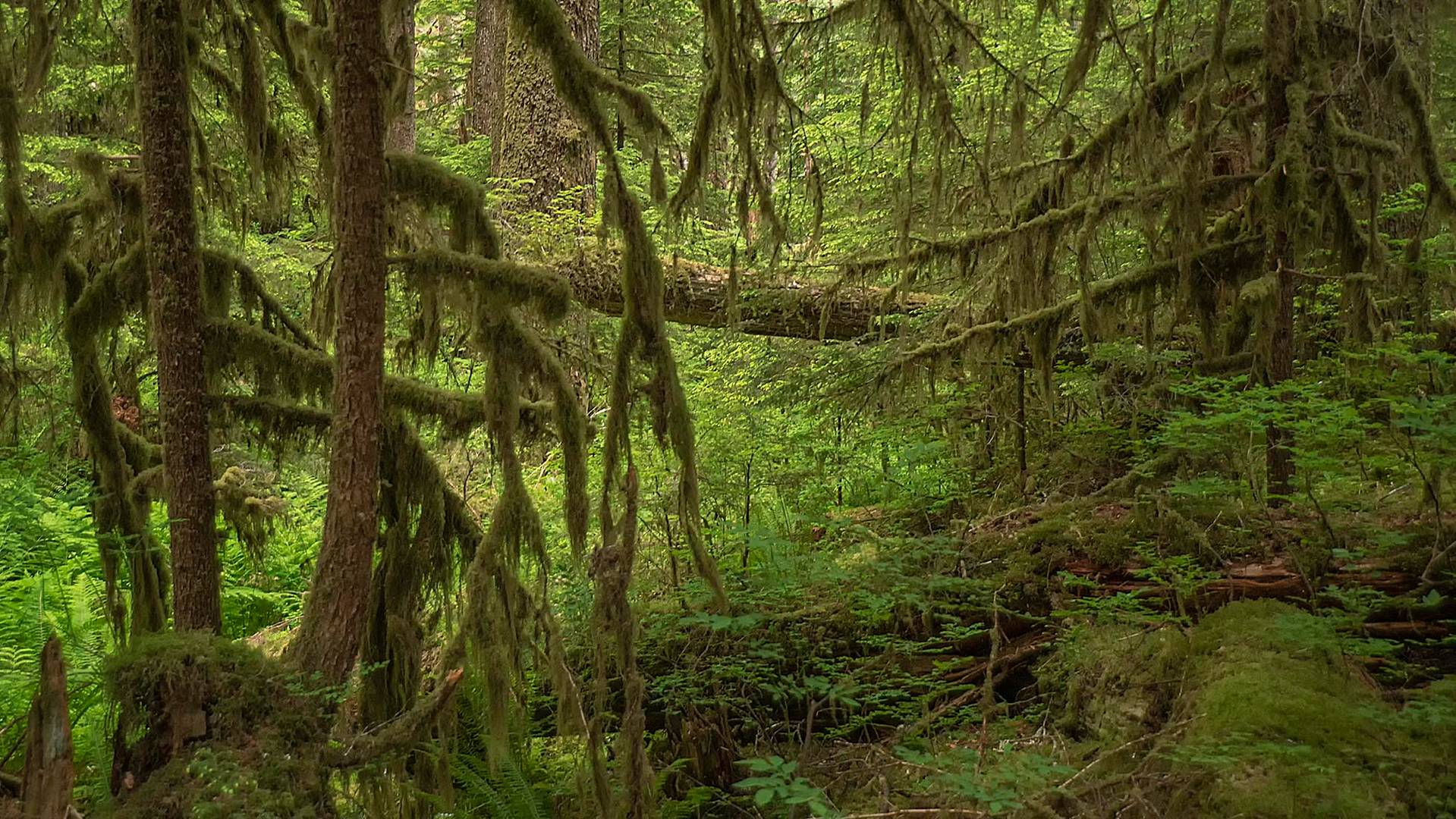 Hoh Rain Forest