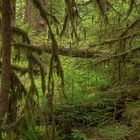 Hoh Rain Forest