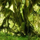 Hoh Rain Forest