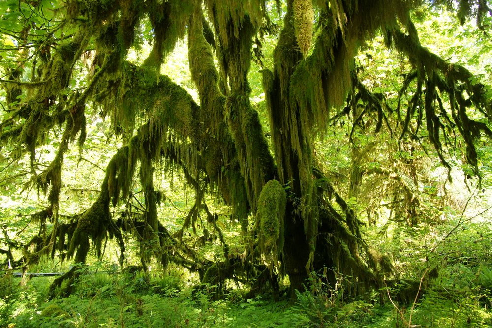 Hoh Rain Forest