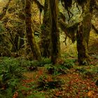 Hoh rain forest