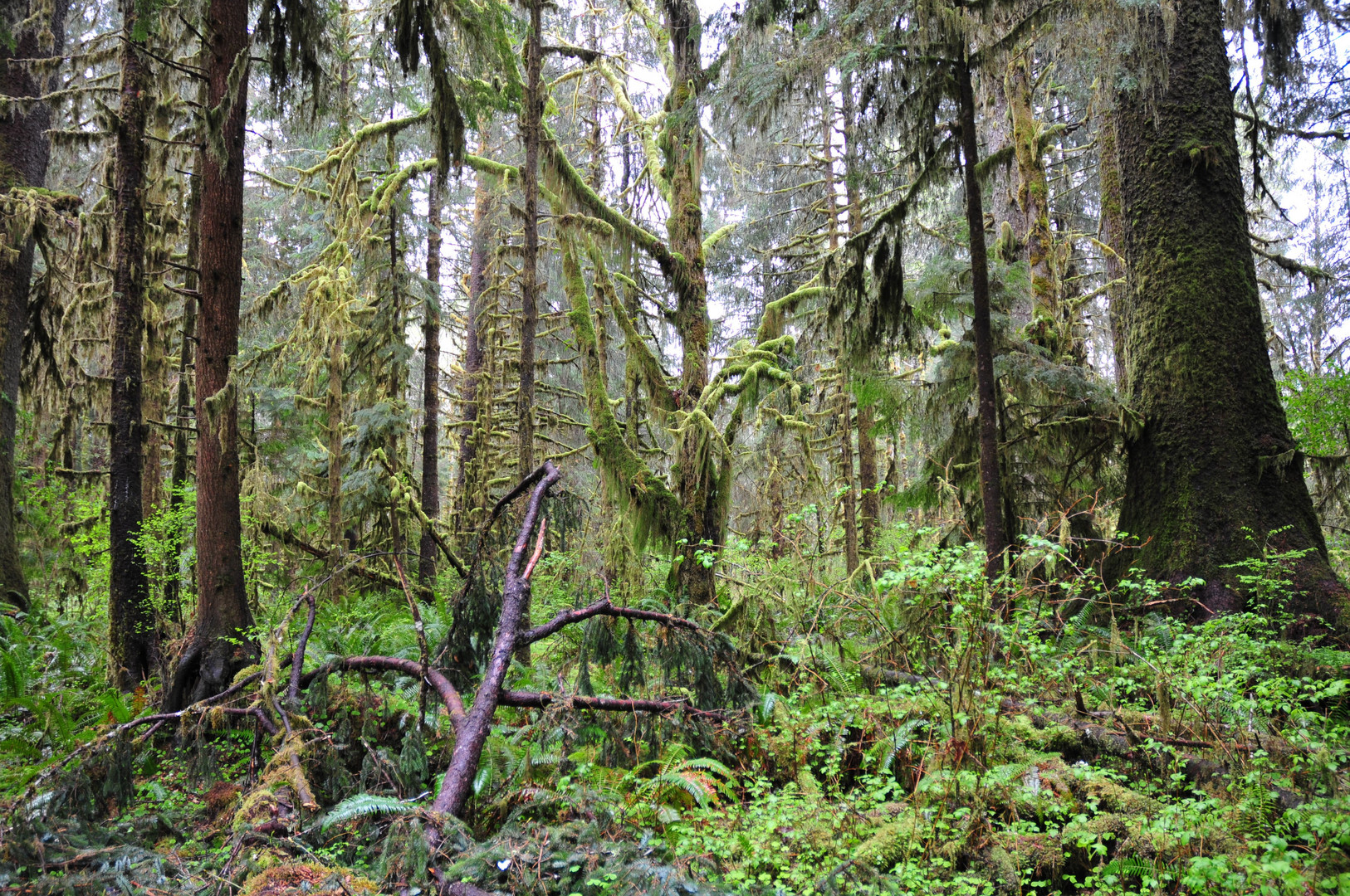 Hoh Rain Forest